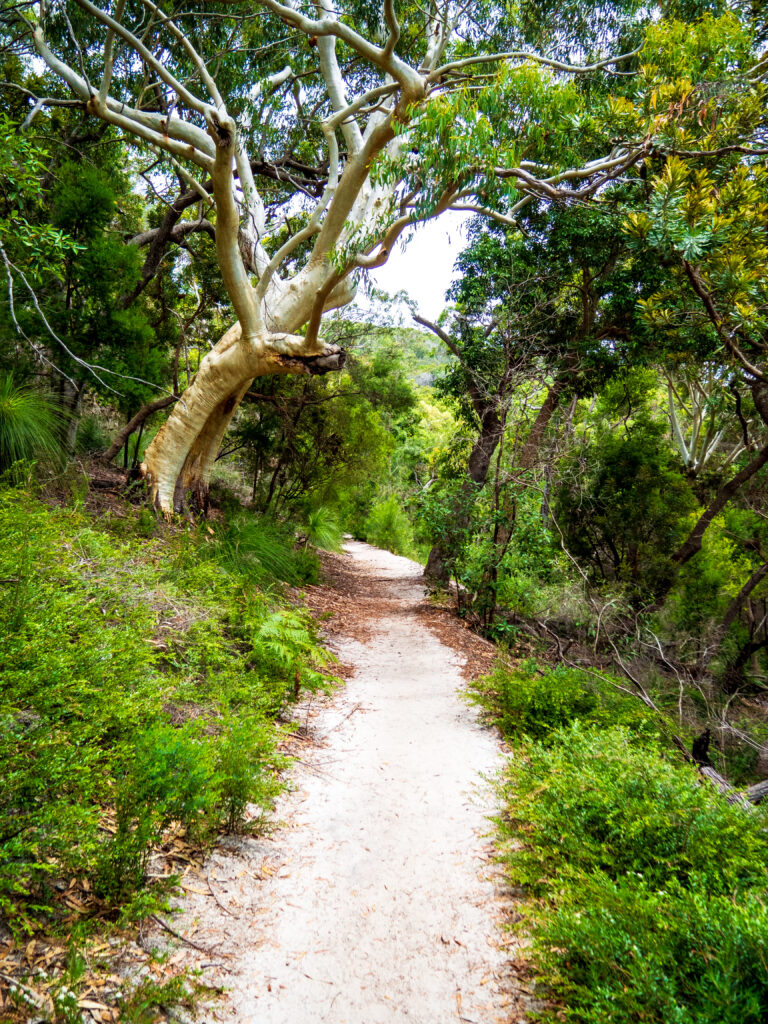 The Tanglewood Track winds through the Noosa National Park