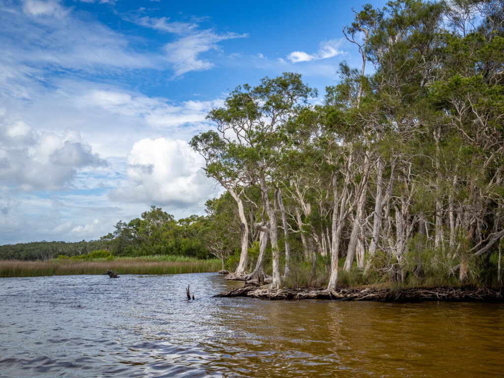 Lake Cootharaba on the Upper Noosa River