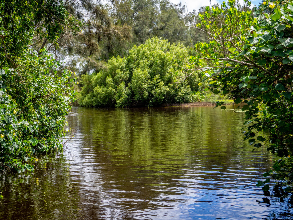 A channel on the waterways of Lake Cootharaba