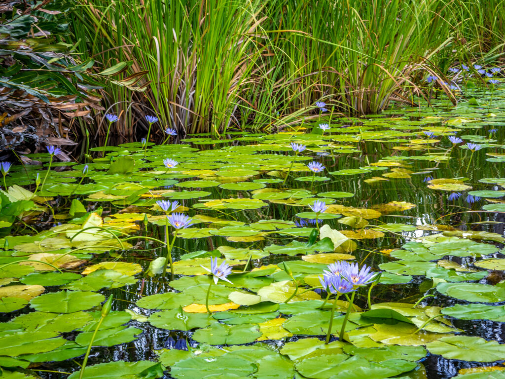 Lilies on the edge of the Upper Noosa River