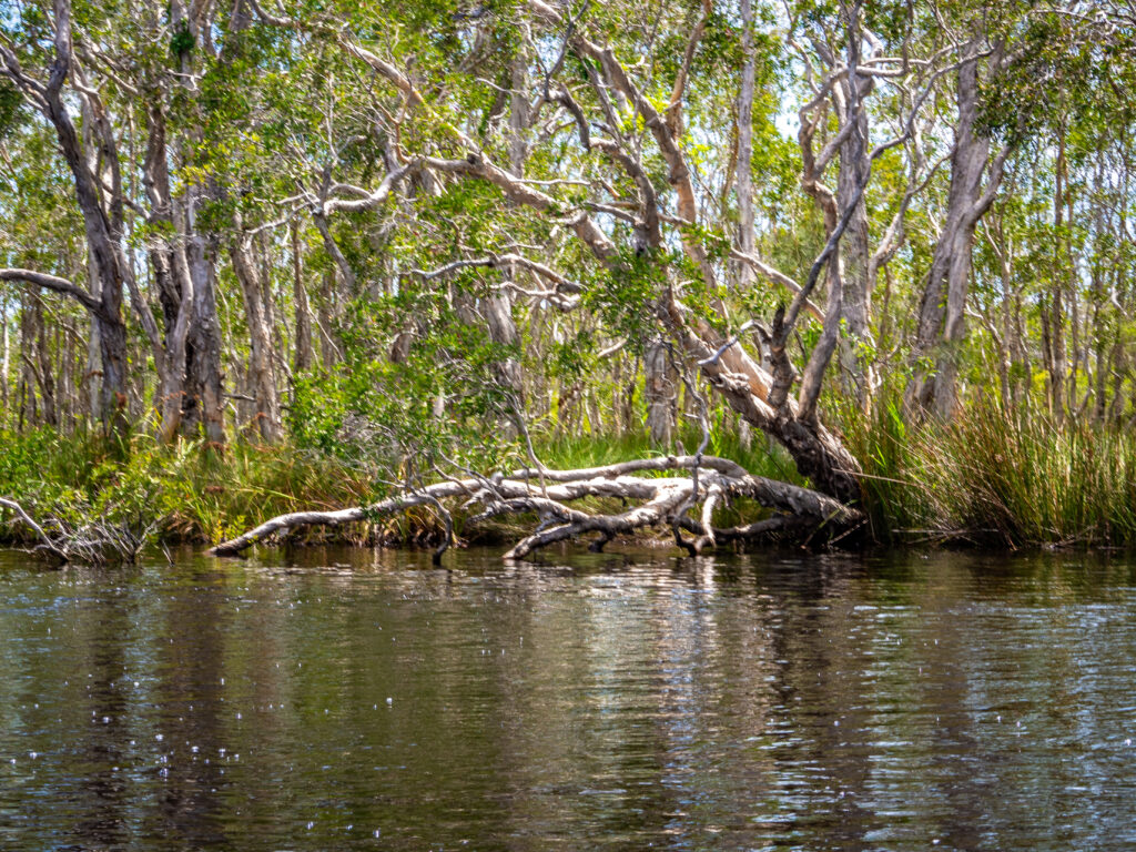 Melaleuccas on the Upper Noosa River