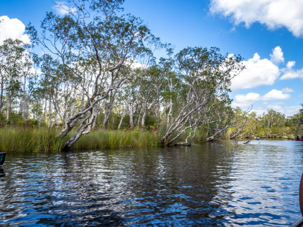 Melaleuccas on the Upper Noosa River