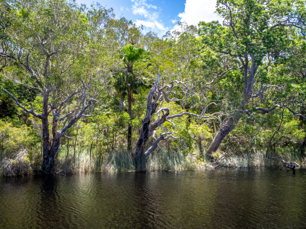 Cruising the Noosa River above Lake Cootharaba