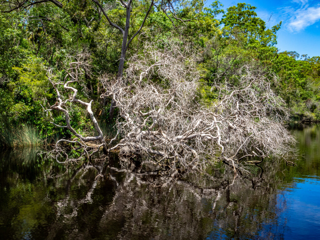 The Noosa River above Lake Cootharaba