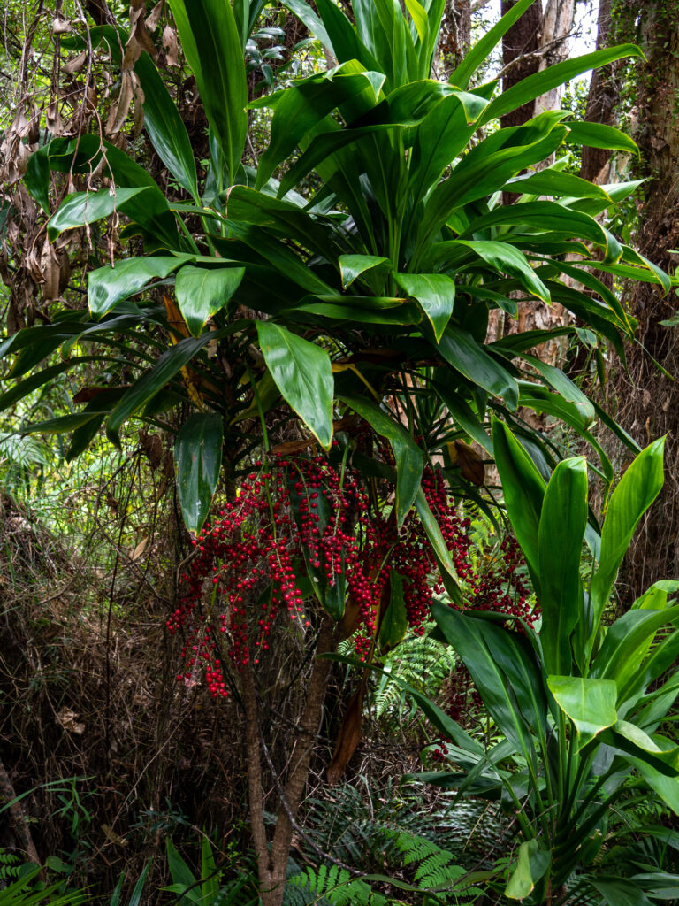 Jungle growing around Noosa