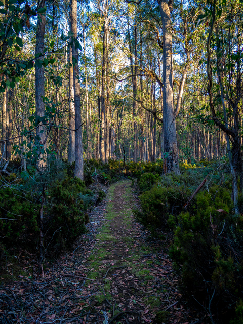 A short walk leads through the forest from the scultpures to the homestead