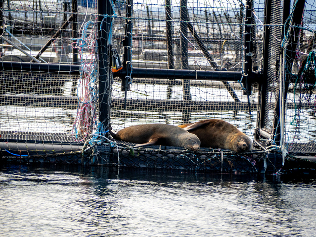 Seals aboard a salmon farm pen in the D'Entrecasteaux Channel