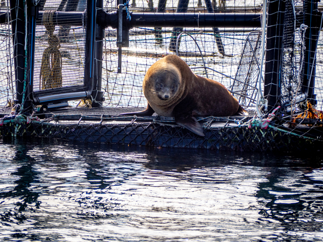 A well-fed seal on a salmon farm pen in the D'Entrecasteaux Channel