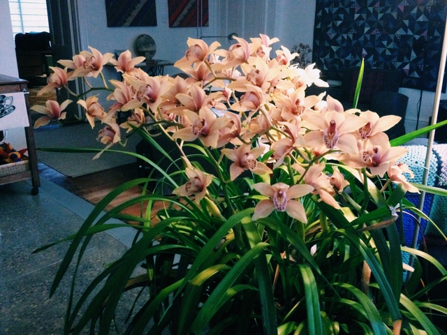 Orchids putting on a good show