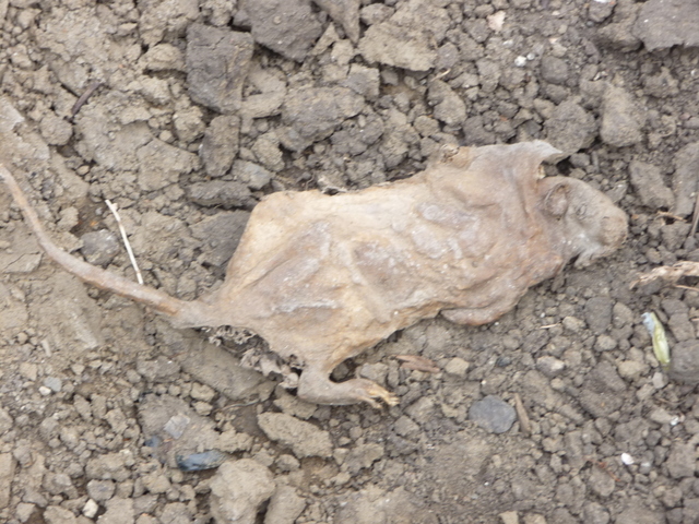 A desiccated rat found under the house