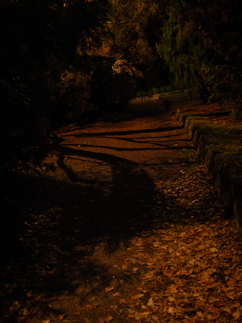 A pathway at the Royal Tasmanian Botanical Gardens is momentarily lit up as part of Tony Oursler's Beyond the Spectrum during Dark Path