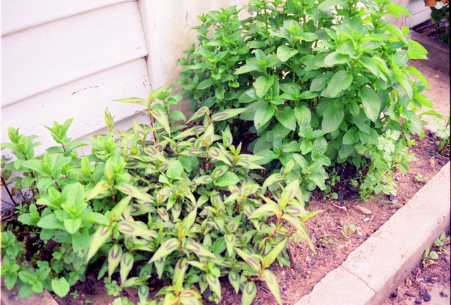 Herb patch outside the laundry