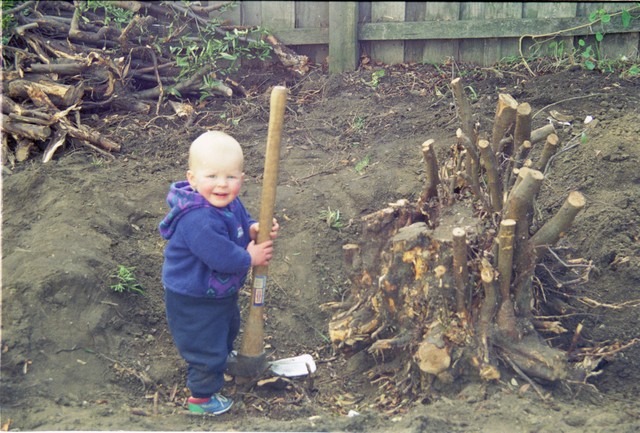 My nephew Alex, aged about 2 years, 'helping' me dig out the prunus root. He's now a strapping lad well into his twenties.