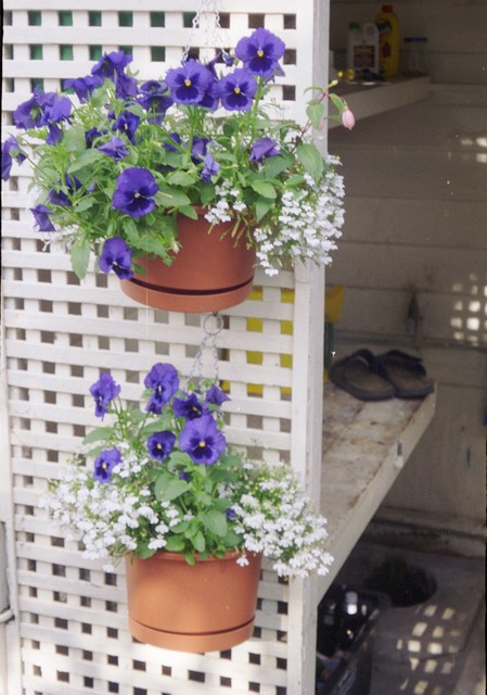 Pots of blue pansies and lobelia continue to be a favourite