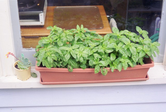 Pots of basil are another summer constant, raised on the sunny enclosed front verandah