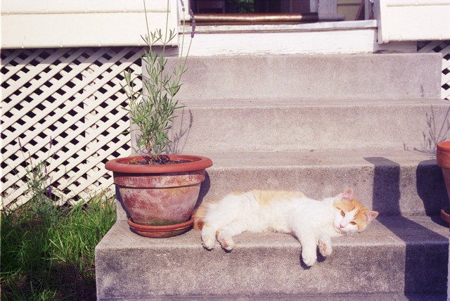 My first cat Claude on the front steps, January 1995