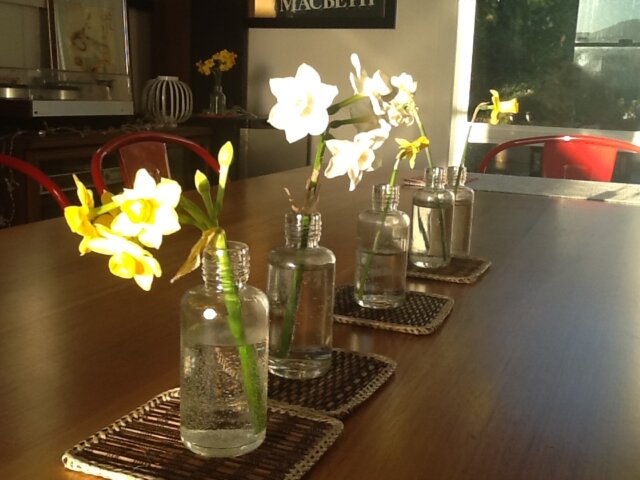 Spring bulbs on the dining table, September 2014