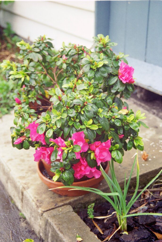 Potted azalea in the courtyard