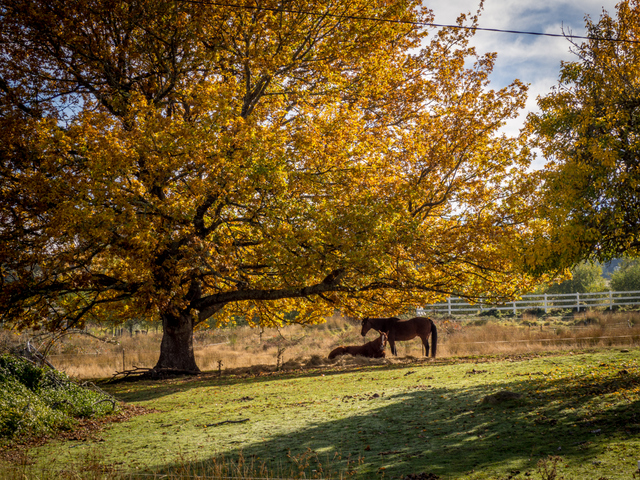 Horses under an oak tree near Ellendale in the Derwent Valley