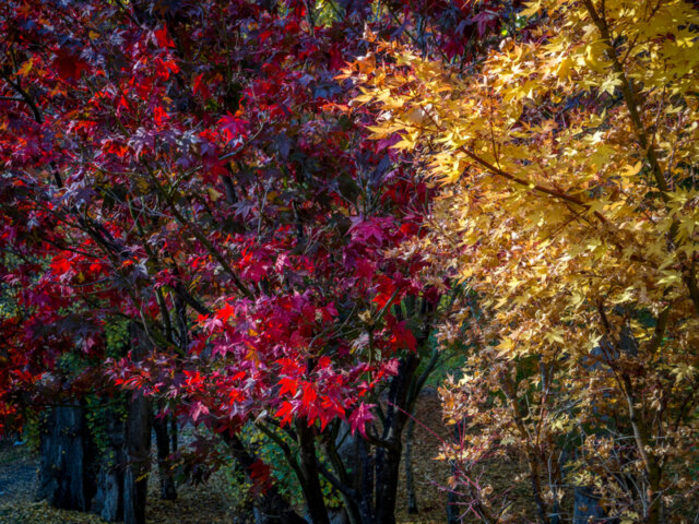 Autumn in Cascades Gardens, South Hobart