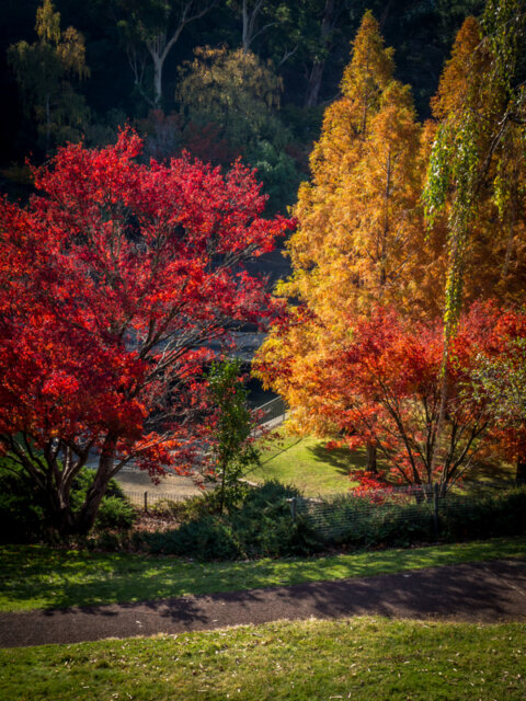 Autumn in Cascades Gardens, South Hobart