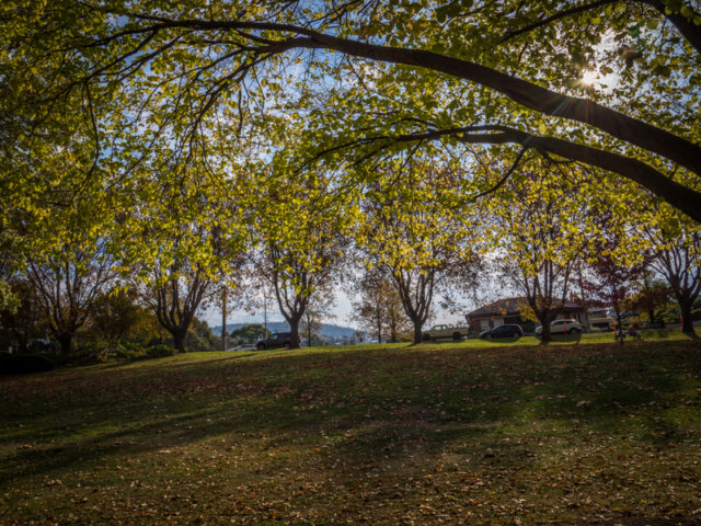 Autumn in Fitzroy Gardens, South Hobart